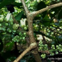 Lepisanthes tetraphylla var. trichocarpa (Thwaites) Wadhwa & Meijer